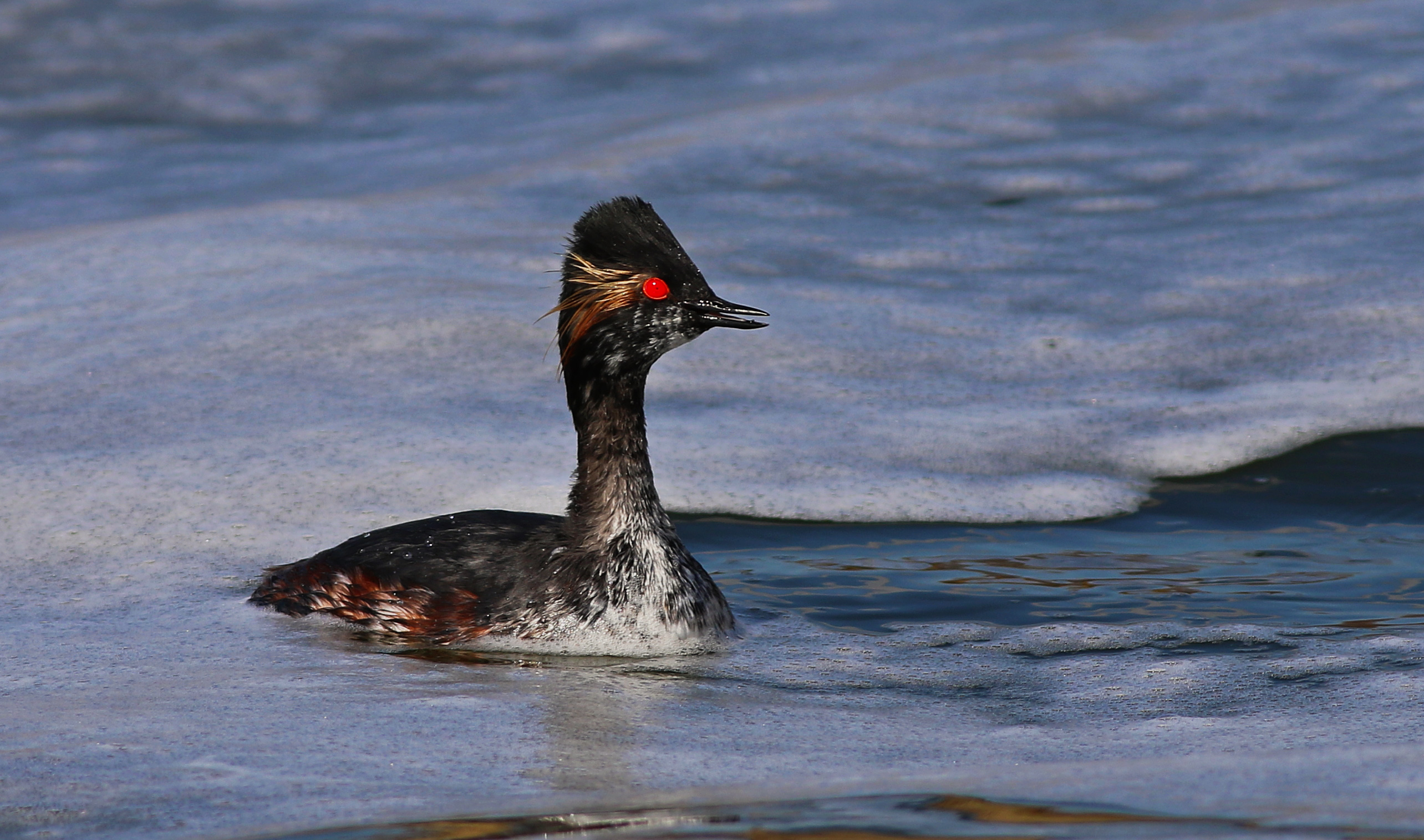 Eared Grebe